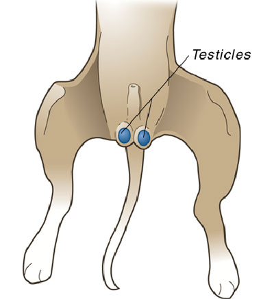 is it ok to neuter a dog at 6 months